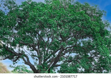 Biggest Tree In Blue Sky .