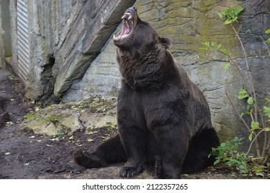 Biggest Yawn From Tired Bear