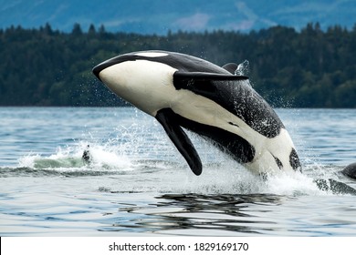 Orca High Res Stock Images Shutterstock