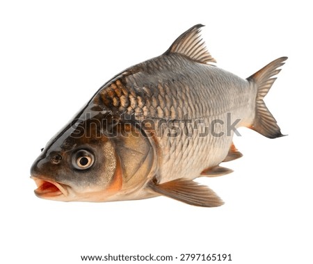 Bighead Carp With Distinctive Head Structure, Ultra Realistic, Isolated on White Background.