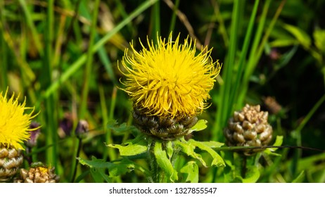 Knapweed Border Images, Stock Photos & Vectors  Shutterstock