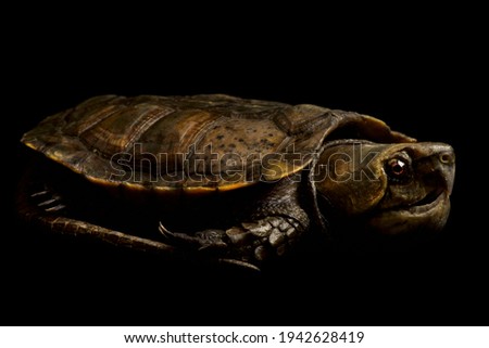 The Big-headed turtle (Platysternon megacephalum)
