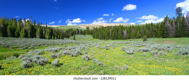 Bighorn National Forest Panoramic