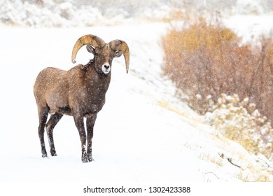 A Bighorn Ram Inspects His Surroundings During A Colorado Snowstorm.