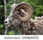 Bighorn ram in Jasper National Park.