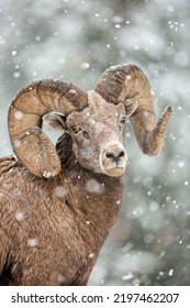 Bighorn Ram Poses in Snow Storm - Shutterstock ID 2197462207