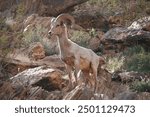 Bighorn Ram proud sheep desert