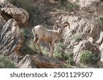 Bighorn Ram proud sheep desert