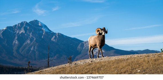 Bighorn Rams In The Mountains