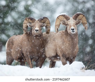Bighorn Rams Posing in the Snow - Shutterstock ID 2197462607