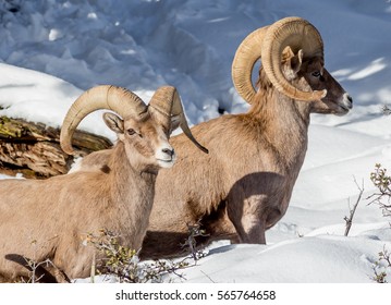 Bighorn Sheep