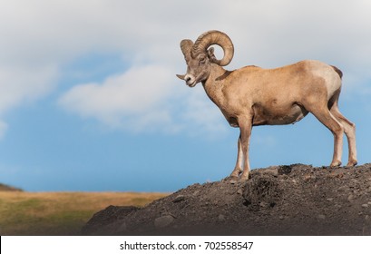 Bighorn Sheep