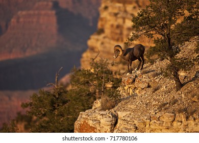 Bighorn Sheep