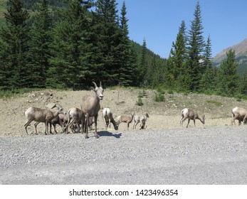 Bighorn Sheep between Banff and  Calgary, Icefields Parkway, Rocky Mountains, Alberta, Canada, August - Powered by Shutterstock