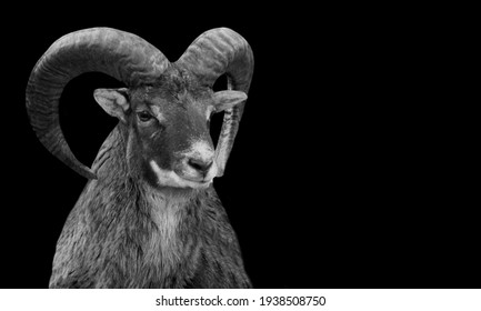 Bouc Images Stock Photos Vectors Shutterstock