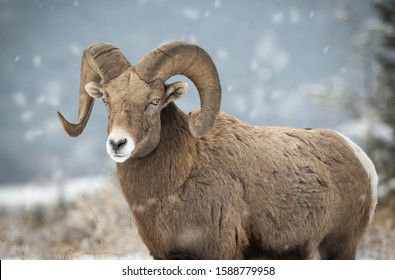 Bighorn sheep in the Canadian west