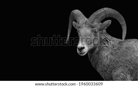 Bighorn Sheep Closeup Face On The Black Background