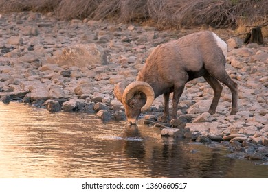 Bighorn Sheep Drinking Water From The River