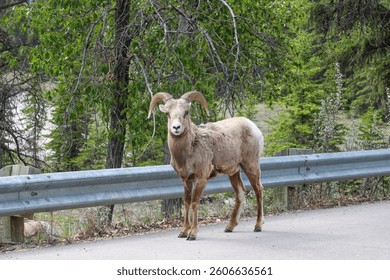 A bighorn sheep facing the camera while standing alone on the roadside in Banff National Park