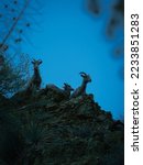 Bighorn sheep family photographed in the evening alongside the Lytle Creek Middle Fork trail on Nov. 26, 2022.