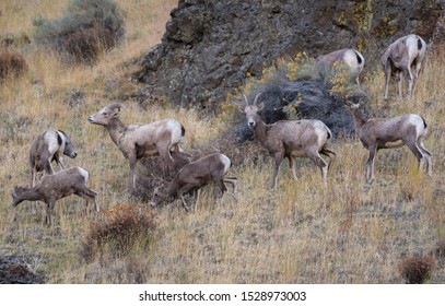 Bighorn Sheep Family In The Yakima Canyon