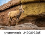 A Bighorn Sheep in the field of Tucson, Arizona