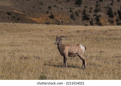 Bighorn Sheep In Golden Light In Yellowstone National Park. 