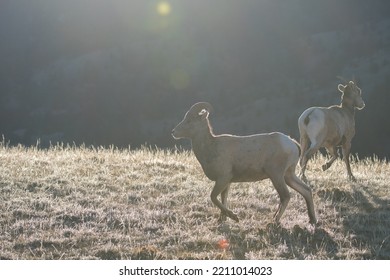 Bighorn Sheep In Golden Light In Yellowstone National Park. 