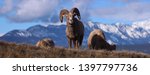 Bighorn Sheep grazing in the Canadian Rockies preparing for Winter