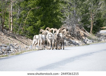 Bighorn Sheep Guanella Pass Colorado