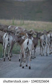 Bighorn Sheep Heard