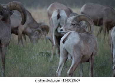 Bighorn Sheep Heard 