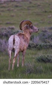 Bighorn Sheep In Jackson Wyoming