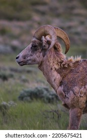 Bighorn Sheep In Jackson Wyoming