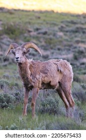 Bighorn Sheep In Jackson Wyoming