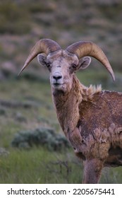 Bighorn Sheep In Jackson Wyoming