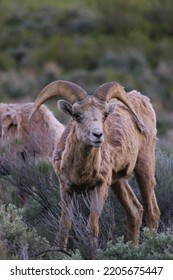 Bighorn Sheep In Jackson Wyoming