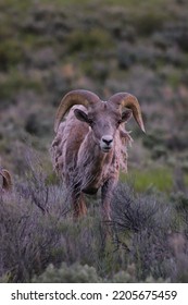 Bighorn Sheep In Jackson Wyoming