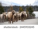 Bighorn sheep, Jasper National Park, Alberta, Canada