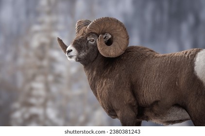 Bighorn sheep in Jasper National Park, Canada 