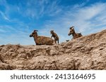 Bighorn Sheep with Lambs in the Spring in the Badlands National Park in South Dakota.