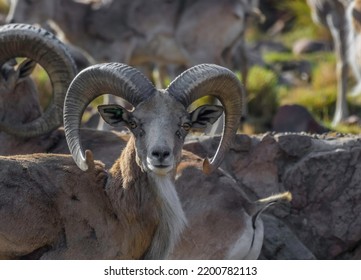 Bighorn sheep or mountain sheep Ram with big horns , native of North America