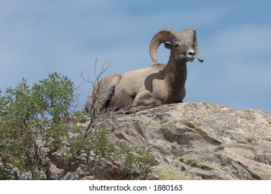 Bighorn Sheep Near Colorado Springs