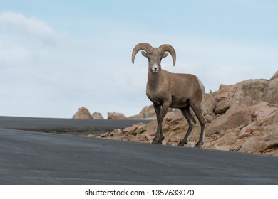 Bighorn Sheep On Mount Evans Road