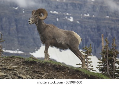 Bighorn Sheep - (Ovis Canadensis) 