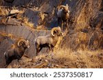 A bighorn sheep (Ovis canadensis) in the Colorado Rockies