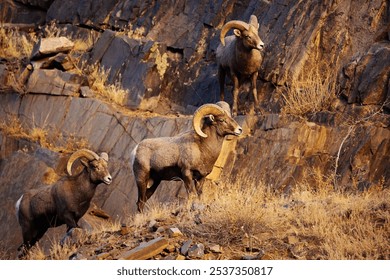 A bighorn sheep (Ovis canadensis) in the Colorado Rockies - Powered by Shutterstock