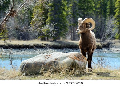 Bighorn Sheep Posing Near Rock in front of Athabasca River, Jasper National Park, Alberta, Canada