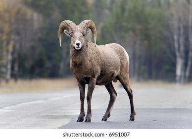 Bighorn Sheep Ram