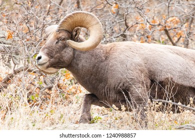 Bighorn Sheep Ram Charging